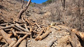 싸리밭골님의 버섯 · 영농일지 작성글 사진