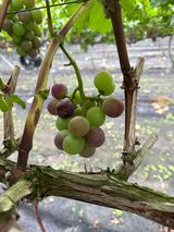 팜모닝 포도·병해충상담 게시글 이미지