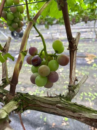 임광열님의 포도 · 병해충상담 작성글 사진