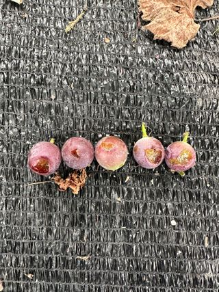 임광열님의 포도 · 병해충상담 작성글 사진