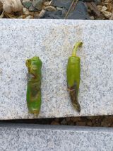 팜모닝 고추·병해충상담 게시글 이미지