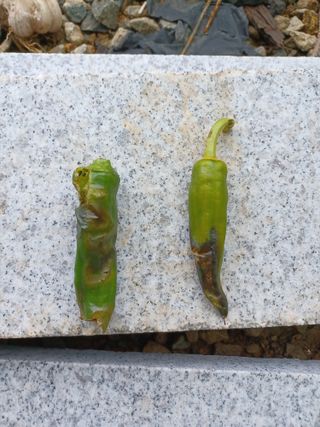 바웟돌님의 고추 · 병해충상담 작성글 사진