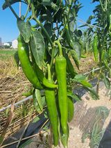 팜모닝 고추·영농일지 게시글 이미지