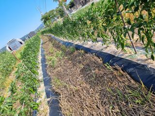 최상숙님의 고추 · 영농일지 작성글 사진