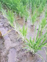 팜모닝 자유주제·자유게시판 게시글 이미지