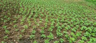 벼3583님의 들깨 · 영농일지 작성글 사진