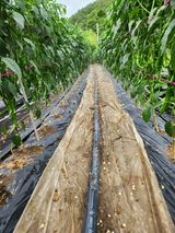 팜모닝 고추·영농일지 게시글 이미지