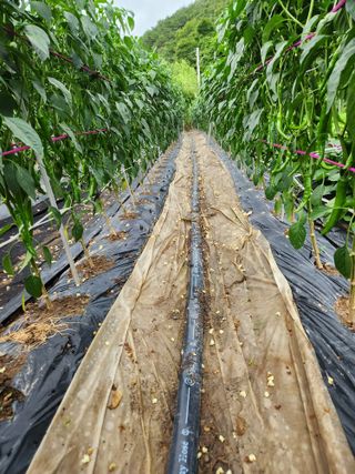 즐거운 하루 되세요님의 고추 · 영농일지 작성글 사진