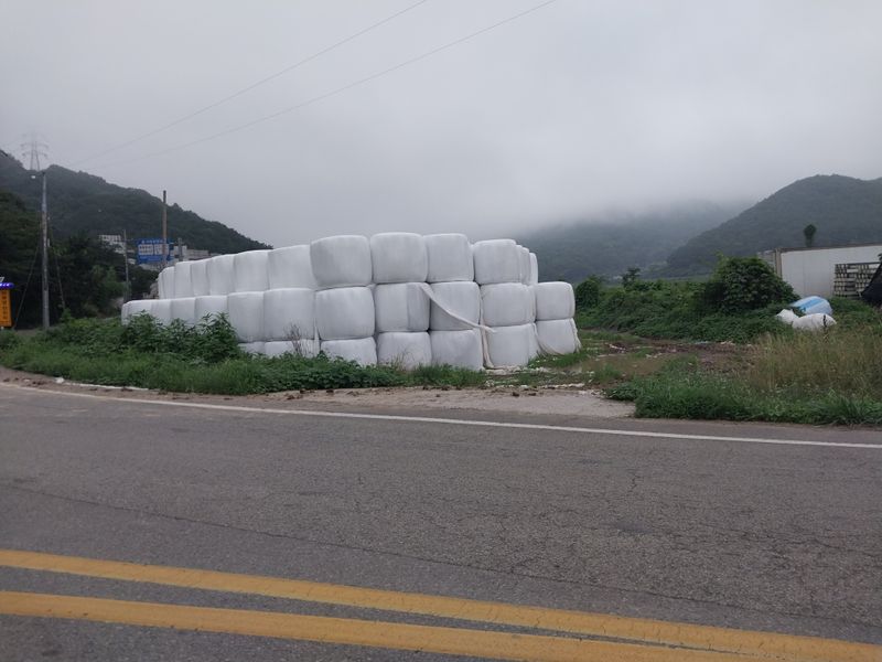 장터 상품 [소먹이 라이그라스 ] 썸네일