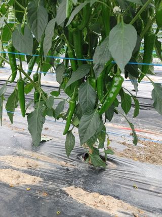 양배추15739님의 고추 · 영농일지 작성글 사진