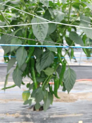 양배추15739님의 고추 · 영농일지 작성글 사진