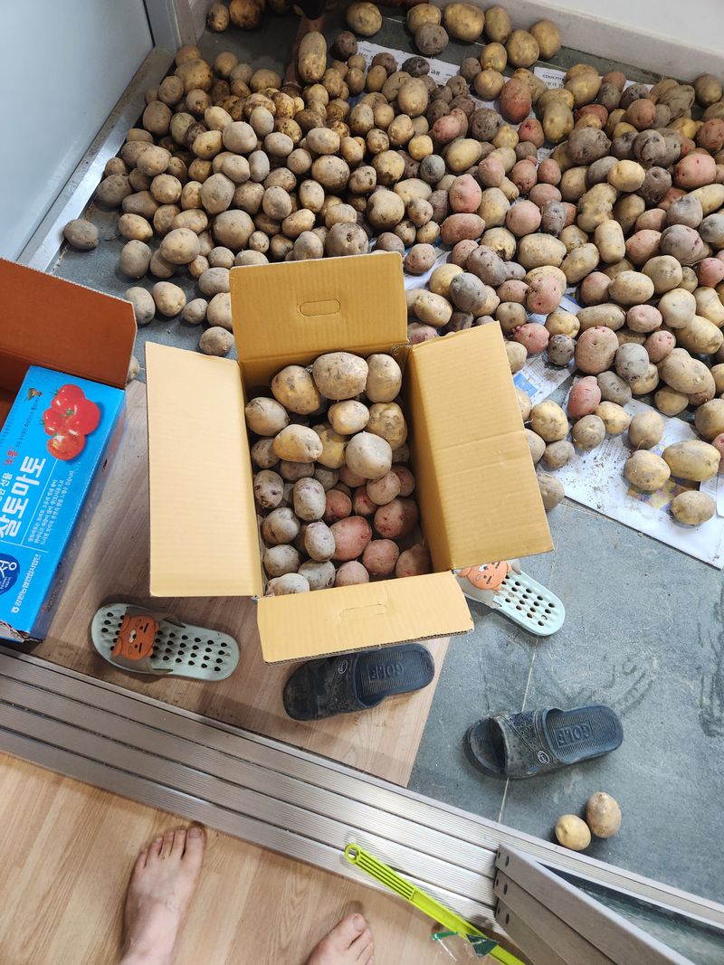 장터 상품 [홍감자3kg, 자주감자4kg,수미10kg 17kg 믹스] 썸네일