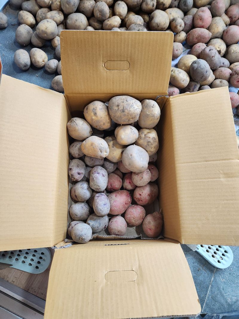 이대주님의 장터 판매 상품 [홍감자3kg, 자주감자4kg,수미10kg 17kg 믹스] 첨부 사진