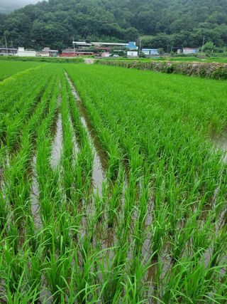 김윤철님의 벼 · 영농일지 작성글 사진