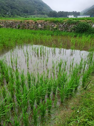 김윤철님의 벼 · 영농일지 작성글 사진