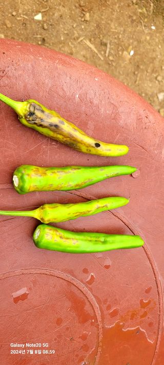 초산 최학인님의 자유주제 · 자유게시판 작성글 사진