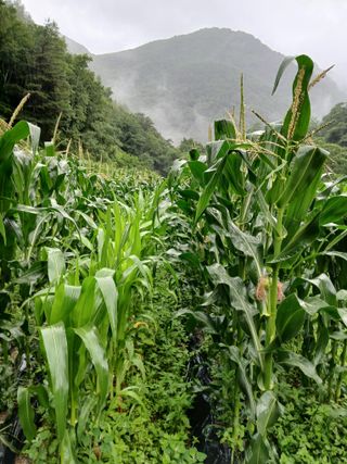 둥이 맘님의 자유주제 · 자유게시판 작성글 사진