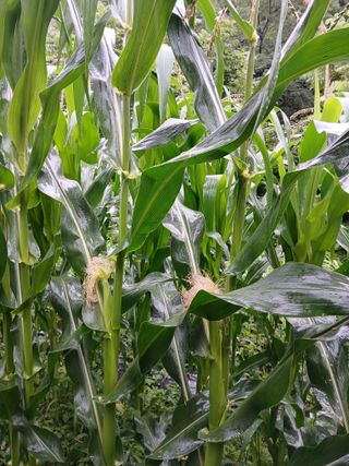 둥이 맘님의 자유주제 · 자유게시판 작성글 사진