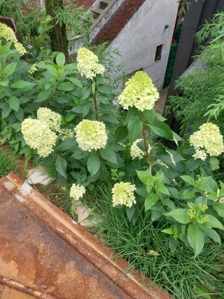 팜모닝회원 최창락 님의 자유주제 · 사진전 작성글 사진