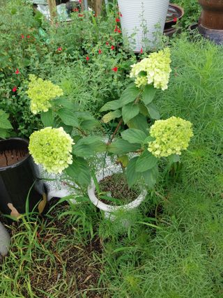 팜모닝회원 최창락 님의 자유주제 · 사진전 작성글 사진