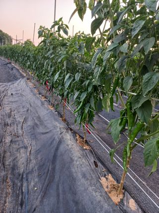 박연숙님의 고추 · 영농일지 작성글 사진