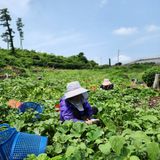 팜모닝 호박·영농일지 게시글 이미지