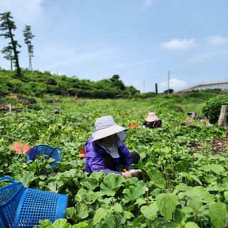 김영미(용흥팜)님의 호박 · 영농일지 작성글 사진