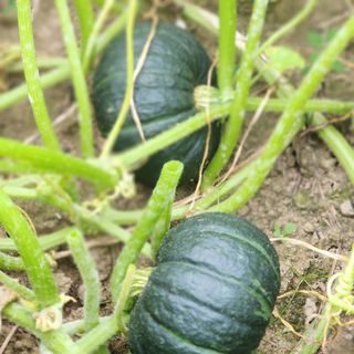 김영미(용흥팜)님의 호박 · 영농일지 작성글 사진