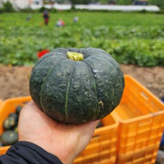 김영미(용흥팜)님의 호박 · 영농일지 작성글 사진