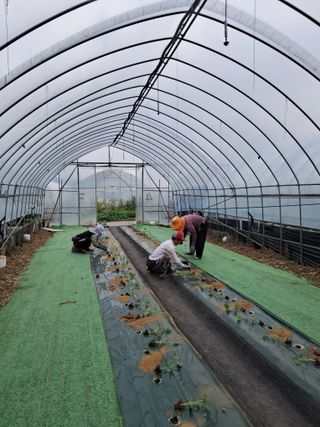 규수김님의 기타작물 · 영농일지 작성글 사진