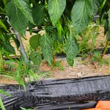 팜모닝 고추·영농일지 게시글 이미지