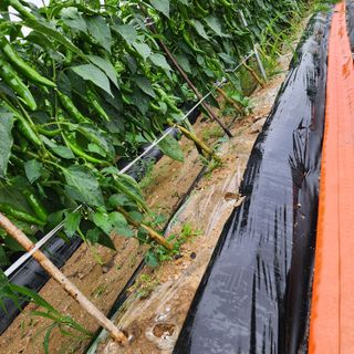 한상범님의 고추 · 영농일지 작성글 사진