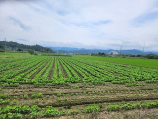 갈미할배님의 콩 · 영농일지 작성글 사진