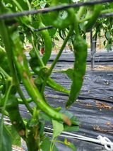 팜모닝 고추·병해충상담 게시글 이미지