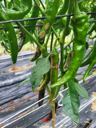 이승남님의 고추 · 병해충상담 작성글 사진