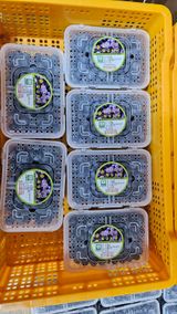 팜모닝 블루베리·영농일지 게시글 이미지