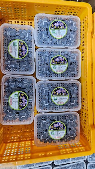 유기농 블루베리 농님의 블루베리 · 영농일지 작성글 사진