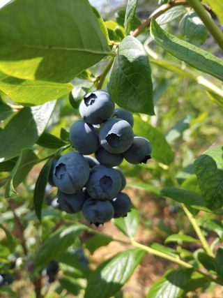 유기농 블루베리 농님의 블루베리 · 영농일지 작성글 사진