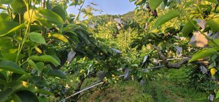 벼2013님의 배 · 영농일지 작성글 사진