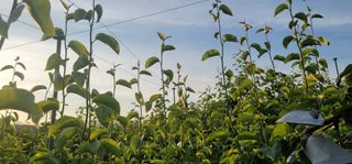 벼2013님의 배 · 영농일지 작성글 사진