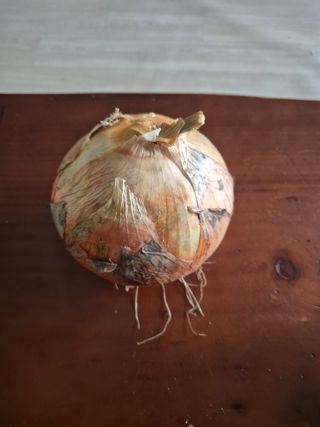 송광만님의 양파 · 영농일지 작성글 사진