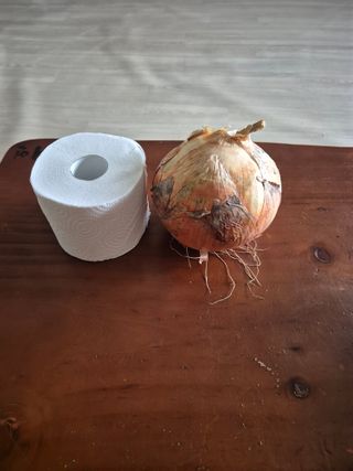 송광만님의 양파 · 영농일지 작성글 사진