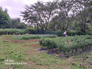 이효순님의 고추 · 영농일지 작성글 사진