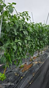 팜모닝 자유주제·자유게시판 게시글 이미지