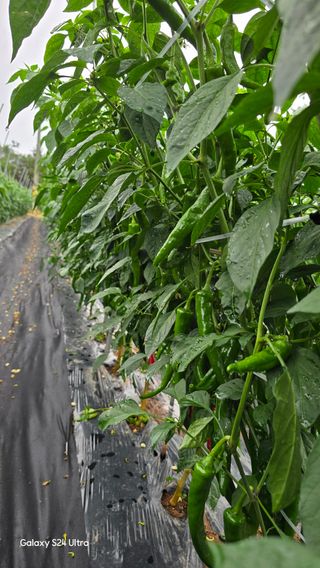 홍성부님의 자유주제 · 자유게시판 작성글 사진