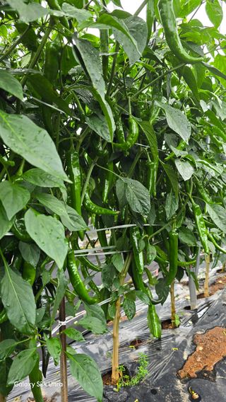 홍성부님의 자유주제 · 자유게시판 작성글 사진