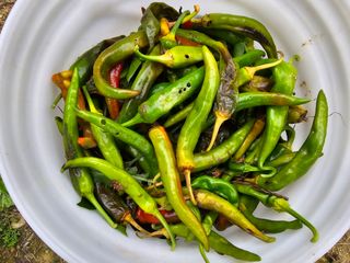 전병대님의 고추 · 병해충상담 작성글 사진