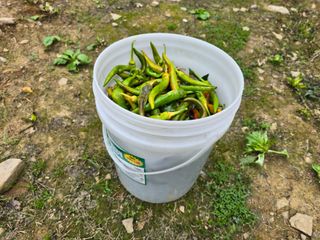 전병대님의 고추 · 병해충상담 작성글 사진