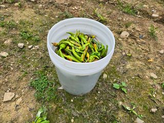 전병대님의 고추 · 병해충상담 작성글 사진