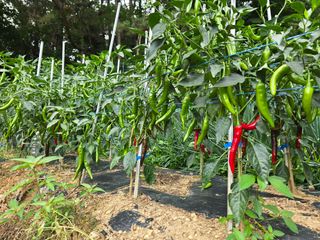 전병대님의 고추 · 병해충상담 작성글 사진